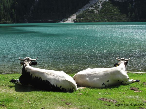 Mucche al Lago, Lago di Braies (BZ)